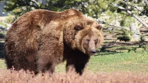 意甲豪强激战正酣！亚特兰大挑战尤文图斯，三冠王之路再迎关键对决！